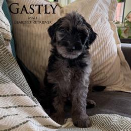 Gastly - Merle male Goldendoodle puppy in Norman, Oklahoma from Wilson Family Companions