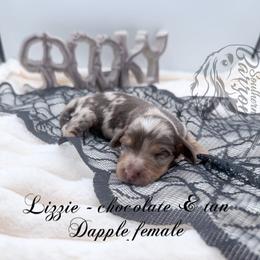 Lizzie - Dapple female Dachshund puppy in Prairieville, Louisiana from Southern Barron Danes & Dachshunds