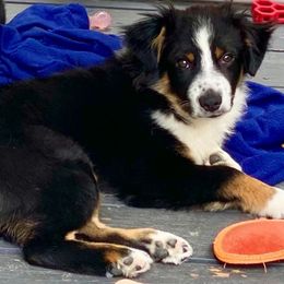 John McVie - Black tri-color male Australian Shepherd puppy in The Mid West, Illinois from Water's Edge Aussies