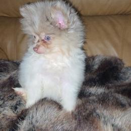 Hunnibunnies amber - Tri-colored female Pomeranian puppy in Cleveland, Ohio from Hunnibunnies