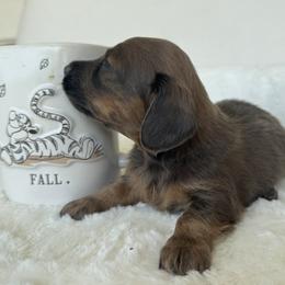 Beau - Blue and tan male Dachshund puppy in Bentonville, Arkansas from Boujee Buns Dachshunds