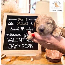 Dallas - Apricot male Goldendoodle puppy in Lake Charles, Louisiana from Perfect Fit Poodles & Doodles