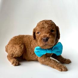 Mojito - Apricot male Goldendoodle puppy in Mount Pleasant, Tennessee from Doodle My Heart