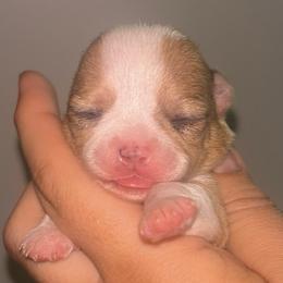 Wasabi - Merle female Chihuahua puppy in New Castle, Delaware from Sasha’s Elite Kennel LLC