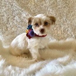 Yorkshire Terriers from Indian Oaks Yorkies