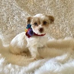 Yorkshire Terriers from Indian Oaks Yorkies