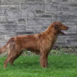 Taffy - Golden Retriever