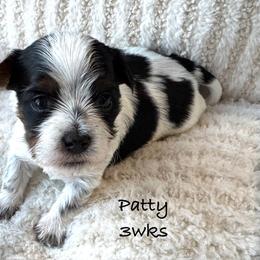Peppermint Patty - Parti female Yorkshire Terrier puppy in Waldorf, Maryland from Luv My Yorkies, LLC