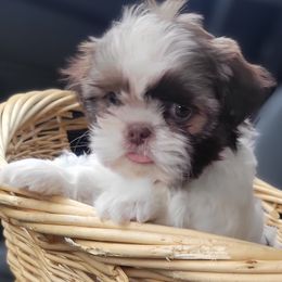 Shih Tzus from Riders Shih-Tzus