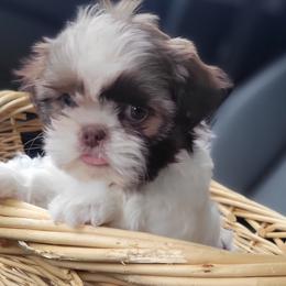 Shih Tzus from Riders Shih-Tzus