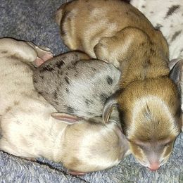Dachshund Puppies from Realteaminidachshunds