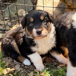 Shepherd - Black tri-color male Australian Shepherd puppy in Placerville, California from BFF Aussies