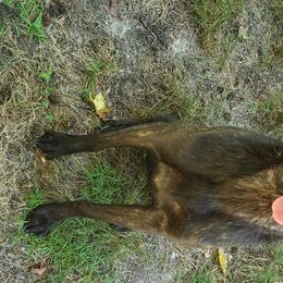Pharrah - Dutch Shepherd