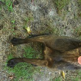 Pharrah - Dutch Shepherd