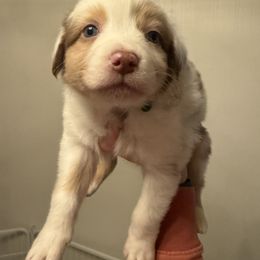 Green - Red merle male Australian Shepherd puppy in Oneida, Tennessee from Miller's Legacy Natural Australian Shepherds - Full Tails & Dewclaws!