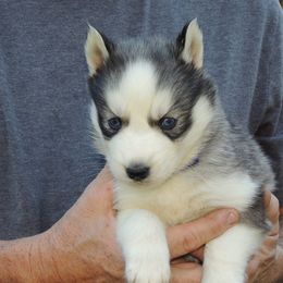 Pomsky and Siberian Husky Puppies from Beastly Beauties Huskies & Pomskies