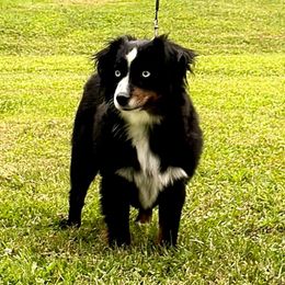 Dally - Toy Australian Shepherd
