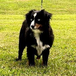 Dally - Toy Australian Shepherd