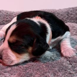 Pink Collar - Black tan and bluetick female Beagle puppy in Jasper, Texas from Beech Grove Beagles