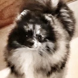 Chihuahuas, Companion Crosses, and Pomeranians from Heartland Pomeranians and Chihuahuas