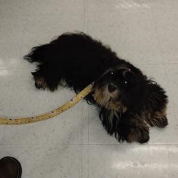 Noelle - Havanese