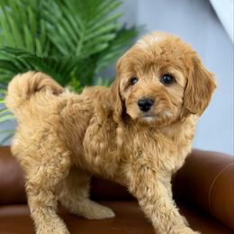 Cherish - Red female Cavapoo puppy in Huntington, West Virginia from McCloud’s Poodles & Doodles