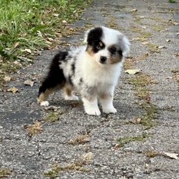 Betsy - Blue merle female Miniature American Shepherd puppy in Kentucky from Kidd’s Miniature American Shepherds