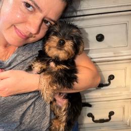 Kion - Black and gold male Yorkshire Terrier puppy in Fort Myers, Florida from Katherine’s Yorkies and Poodles