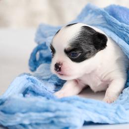 Chihuahua Puppies from Walley Farms