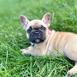 Penelope - Fawn female French Bulldog puppy in Greeley, Colorado from Mandy Moon French Bulldogs