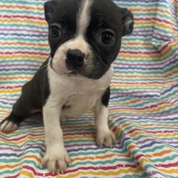 Dave - Black and white male Boston Terrier puppy in Fillmore, Illinois from Wind Hill Puppies