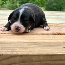 Girl 1 - Black tri female Miniature Australian Shepherd puppy in Doddridge, Arkansas from Huddleston Farm