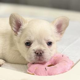 French Bulldog Puppies from Tellez House of Frenchies