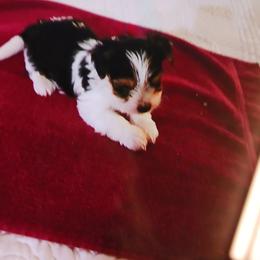 Noble Legacys Elegant Swanky - Black tan and white male Biewer Terrier puppy in Vancouver, Washington from Noble Legacy Biewers