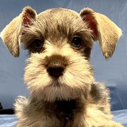 Miniature Schnauzers from Joyful Schnauzers