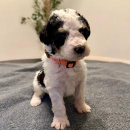Pumpkin - Black and white male Bernedoodle puppy in Moreno Valley, California from Ayy_Doodles