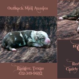 Cinch - Red merle male Australian Shepherd puppy in Ranger, Texas from Outback Mini Aussies