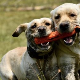 Labrador Retrievers from Gunpowder & Lead Labradors