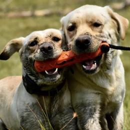 Labrador Retrievers from Gunpowder & Lead Labradors