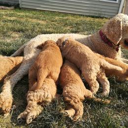 Goldendoodle Puppies from Lu Doodles