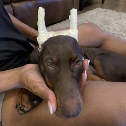 Doberman Pinscher and French Bulldog Puppies from Upper Echelon Kennel