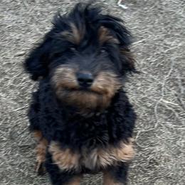 Beauty - Goldendoodle