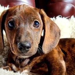Dachshunds from Tracy's Puppy Club
