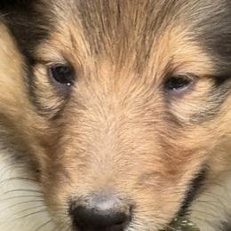 Collie Puppies from Hedge Haven Farm