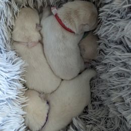 Pomsky Puppies from Valparaiso Pomskys