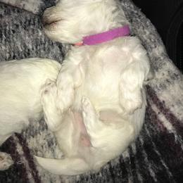 Maltese Puppies from Emotional Amor Support