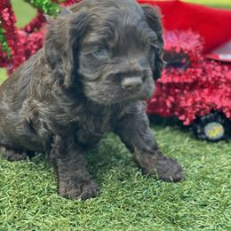 Catahoula Leopard Dog and Cocker Spaniel Puppies from Rich Cat’s
