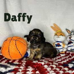 Daffy - Red male Dachshund puppy in Monitor, Washington from Shannon Dolly’s Dachshunds