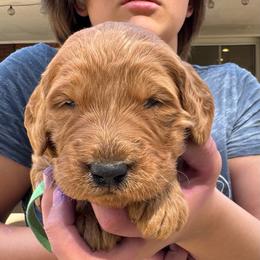 Boba Phat - Red  male Goldendoodle puppy in Golden, Colorado from Golden Mesa Doodles