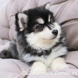 Ra - Black and white male Pomsky puppy in Centerville, Iowa from LJ Kennels Pomskies, LLC